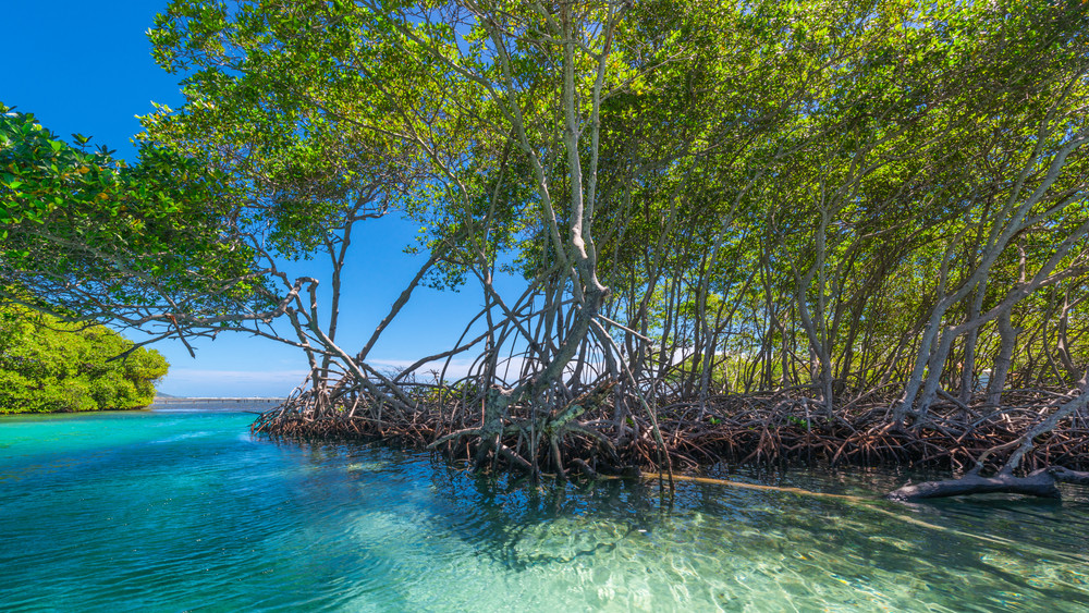 Papua Miliki Ekosistem Mangrove Terluas Di Indonesia - GoodStats