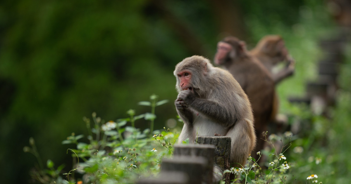 Owa Dan Orangutan Termasuk Dalam Primata Dengan Populasi Terbanyak 