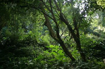 RI Kehilangan 10 Juta Ha Hutan Tropis Primer, Terluas Ke-2 di Dunia