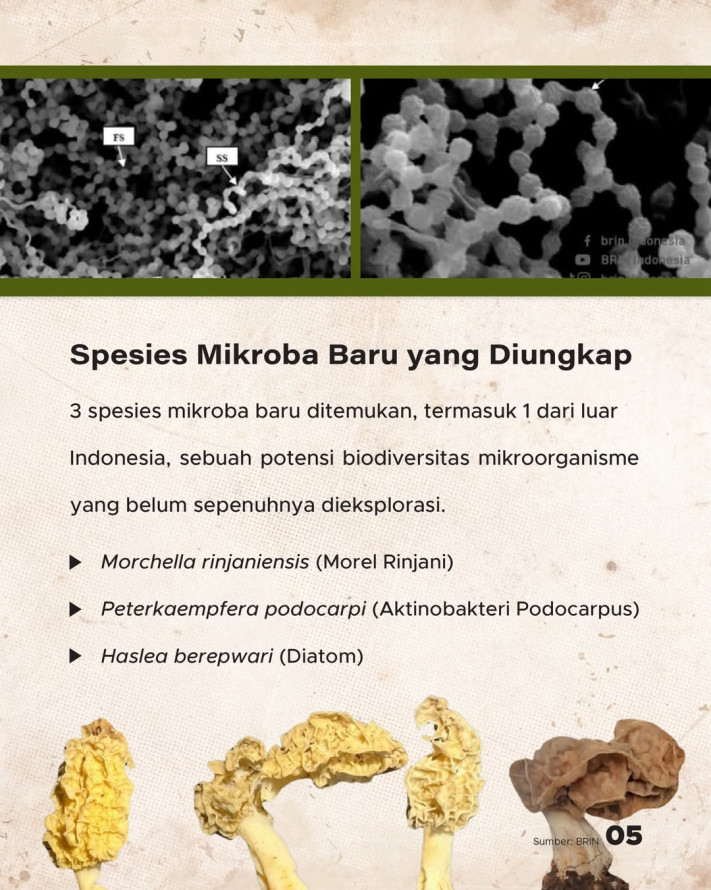 51 Spesies Baru Ditemukan di Indonesia Sepanjang 2025: 32 Fauna, 16 Flora, 3 Mikroba | GoodStats